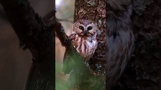 I finally got to watch this saw whet owl for more than a few minutes owl owllove birdofprey wild [upl. by Chun488]