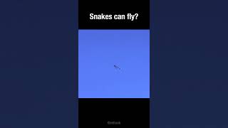 Snakes can fly sort of short [upl. by Nayd646]