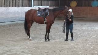 2021 Hym dIsigny gelding Hym dIsigny x Quidam de Revel x Landgraf I [upl. by Atthia]