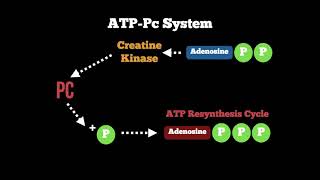 Anatomy  ATP Pc Energy System [upl. by Ravo]