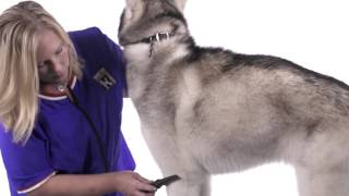 Must Have Grooming Tools For Huskies [upl. by Eckel]