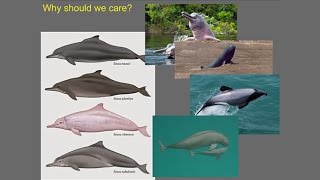 Why We Should Care About Vaquita [upl. by Panter503]