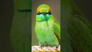 Watch out bees The Green Bee eater is on the hunt shorts [upl. by Zorana]