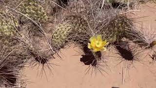 Opuntia sp  Ascención Chihuahua [upl. by Mert742]