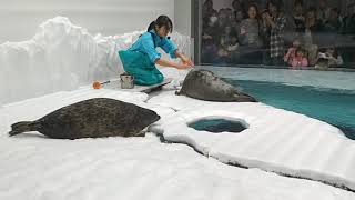 Ringed seals at Osaka Aquarium Wamon azarashi [upl. by Atiuqcaj]