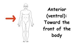 DIRECTIONAL TERMS educationalvideos education informationalvideo information directional [upl. by Euqinimod]