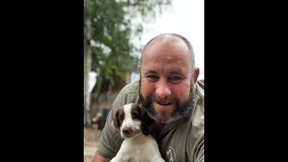 Seadogs Gundog Dog Training Springer Spaniel Manners and Retrieving [upl. by Normak]