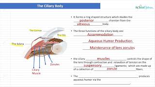 Optician Training The Ciliary Body Ocular Anatomy Lecture 7 [upl. by Seavir331]