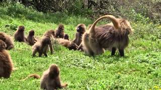 The amazing behavior of the Gelada Baboons of Ethiopias Simien Mountains [upl. by Katlin]