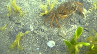 Cangrejo verde mediterráneo Mediterranean crab Carcinus aestuarii [upl. by Maunsell598]