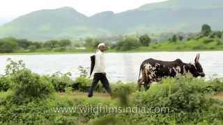 Indian man leads his cattle near Darna Dam in Nashik [upl. by Odraccir438]