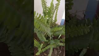 Nephrolepis exaltataSword fern ðŸŒ± [upl. by Fowkes]