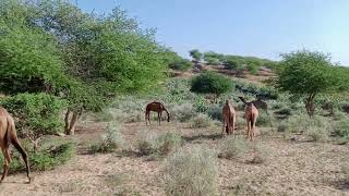 Camel walking evening Time enjoying junjala viralvideo [upl. by Phyllis]