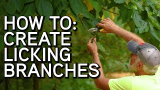 HOW TO Create a Licking Branch  Mock Scrapes [upl. by Jephum529]