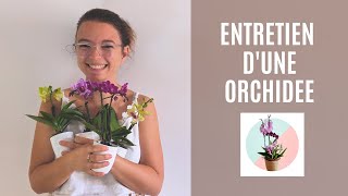 Tout sur lentretien dune orchidée Comment les faire pousser à la maison ou en appartement [upl. by Eidnac]