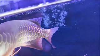 Blue Base Crossback Arowana Update [upl. by Pavkovic]