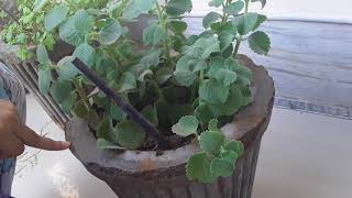 Benefits of AJWAIN leaves how can we use leaves in our daily life [upl. by Sylado623]