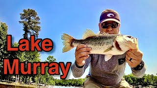 Bass Fishing the Blueback Herring Spawn at Lake Murray Catching Schooling Bass on Topwater [upl. by Berthoud586]