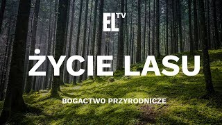 Życie lasu – bogactwo przyrodnicze [upl. by Fredela352]