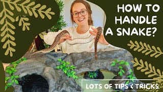 How to Handle a Snake Great for First Time Snake Owners [upl. by Zima729]