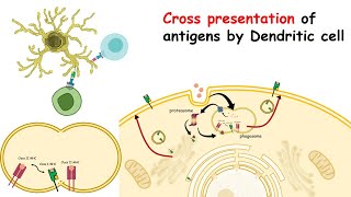 Crosspresentation of exogenous antigen MHC crosspresentation by dendritic cells [upl. by Aima780]