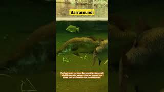 Barramundi Fish Fun Facts fish marinelife shorts [upl. by Dilahk]