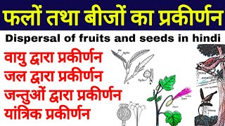 फलों तथा बीजों का प्रकीर्णन  Seeds Dispersal  fruits dispersal  biology science sk [upl. by Ylrbmik]