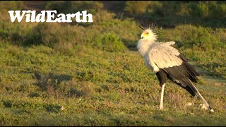 The Spectacular Secretary Bird [upl. by Snej598]