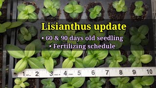 LISIANTHUS update 2022  Fertilizing schedule [upl. by Hitchcock]