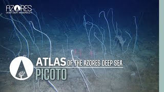 Picoto Seamount  ATLAS of the Azores Deep Sea [upl. by Ayhtnic]