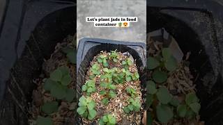 Grow Lucky Jade Plant From Cuttings luckyplant moneymakingplant hangingplant balconygarden [upl. by Navannod]