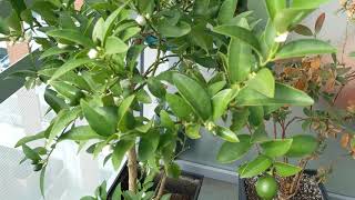 My Limequat Tree is Loaded with Fruit and Flowers Part 4 Successful container growing [upl. by Pernell]