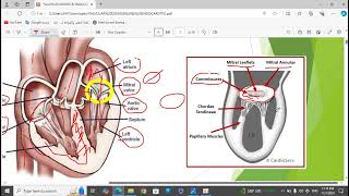 2Valvular Heart Disease [upl. by Neerom938]