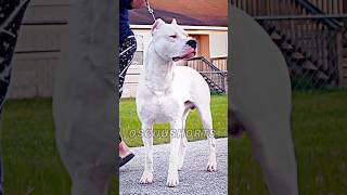 DOBERMAN VS DOGO ARGENTINO 🐶 shorts doberman dogoargentino [upl. by Uela]