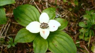 Cornus canadensis [upl. by Fu]