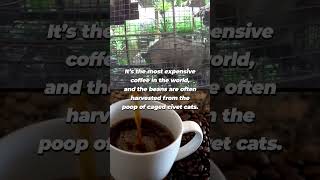 Civet Cats Imprisoned for Life in Cages for Coffee [upl. by Epotimet]