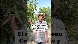 El mejor abono para tus plantas con solo huevo y cáscaras de plátano cultivos abonos [upl. by Eram353]