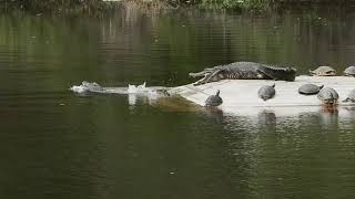 Alligator Drama at Hortons Pond [upl. by Amsirak]