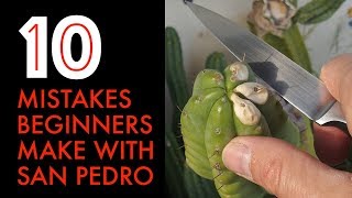 10 Mistakes Beginners Make With San Pedro Cactus [upl. by Oiramel]