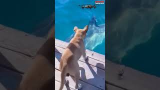 brave dog sees shark❗😱 [upl. by Nessi]