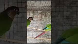 Pineapple cannur and yellow sided kannur available birds trending breedingpairs [upl. by Tenom528]