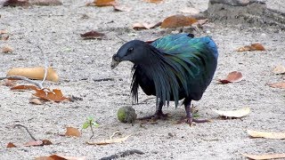 Nicobar Pigeon Caloenas nicobarica [upl. by Unhsiv]