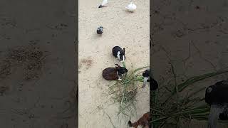 yahi wali loga yahi wali loga nhi mano gaviralvideo birds [upl. by Yllaw]