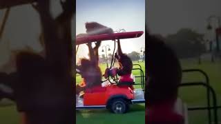 Funny Orangutans Driving Golf Cart [upl. by Joeann]