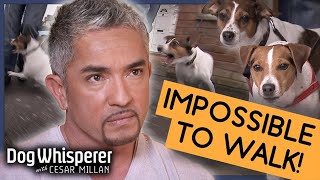 Cesar Millan Vs UK’s Worst Behaved Dogs  Full Episode S9 Ep 1  Dog Whisperer [upl. by Nohtan272]