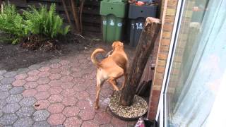 MUST SEE  Dog Pisses For One Minute  Blatterexplosion [upl. by Tapes]