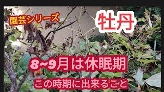 【牡丹の休眠期】この時期に出来ること【園芸シリーズ】 [upl. by Brooks]