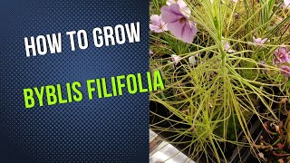 How to Grow and Propagate Annual Rainbow Plants Byblis Filifolia Carnivorous Plant Grow Guide [upl. by Sucrad]