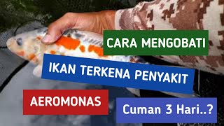 Cara mengobati ikan koi sakit aeromonas dengan mudah [upl. by Nwahsuq360]