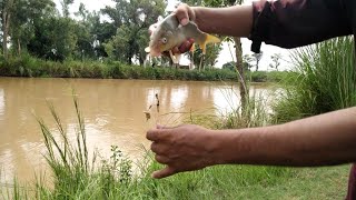 Gulfam Fish Catch l Fishing hunting l Fishing in Pakistan [upl. by Giselle786]